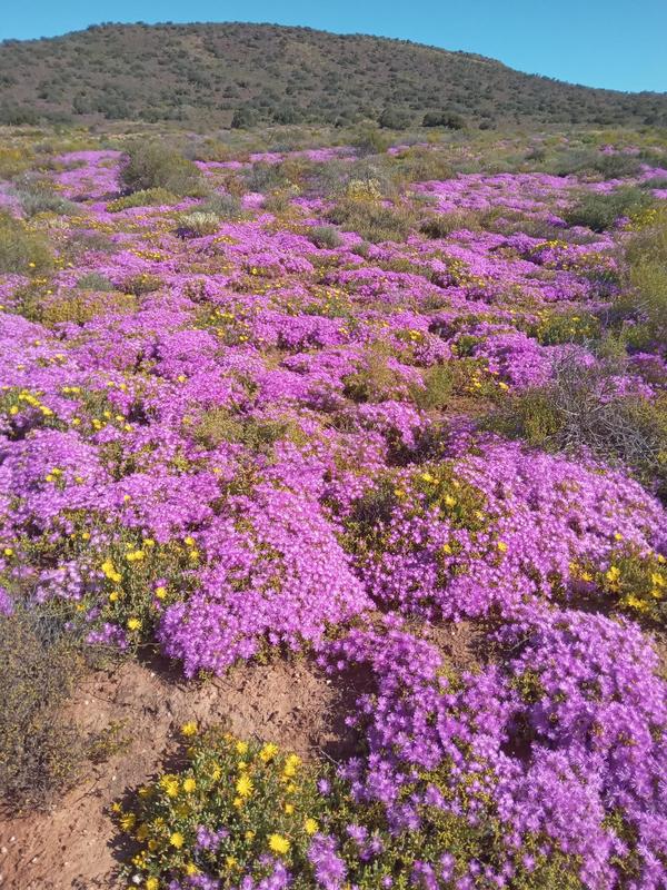 4 Bedroom Property for Sale in Riversdale Western Cape